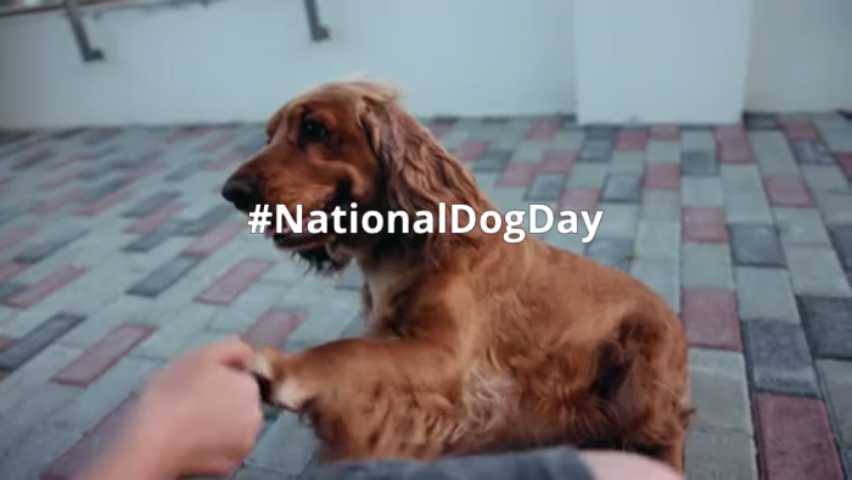 National Dog Day